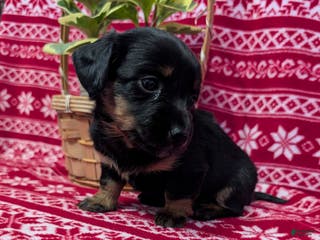 Miniature Dachshund dogs Anna - Ad 34