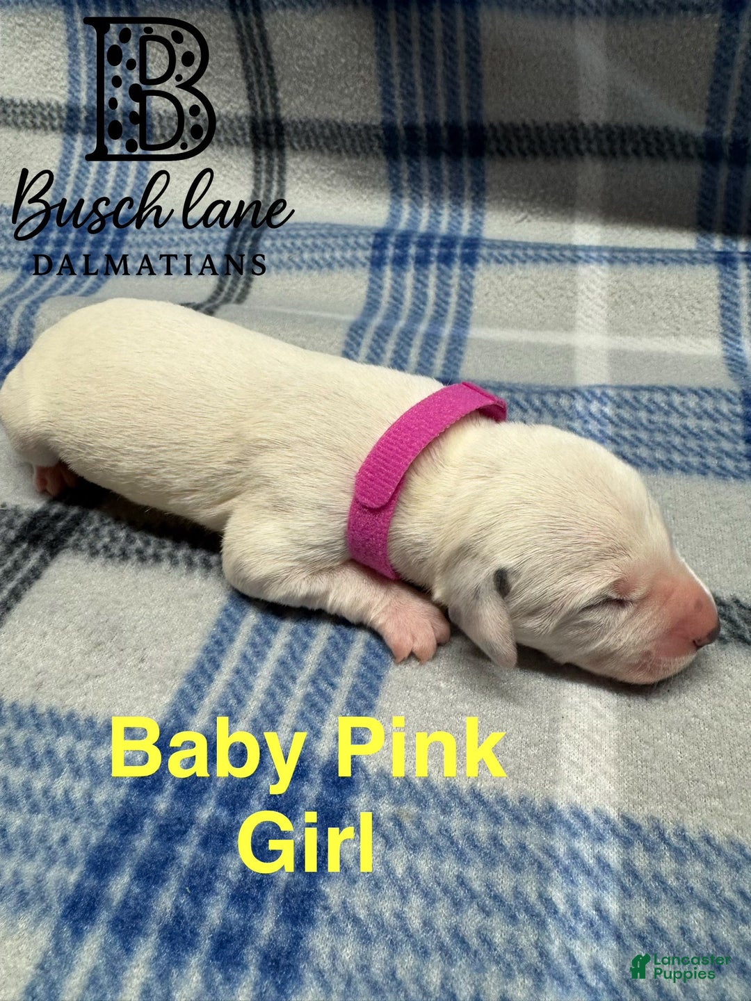 Dalmatian dogs for sale: Baby Pink - Ad 2