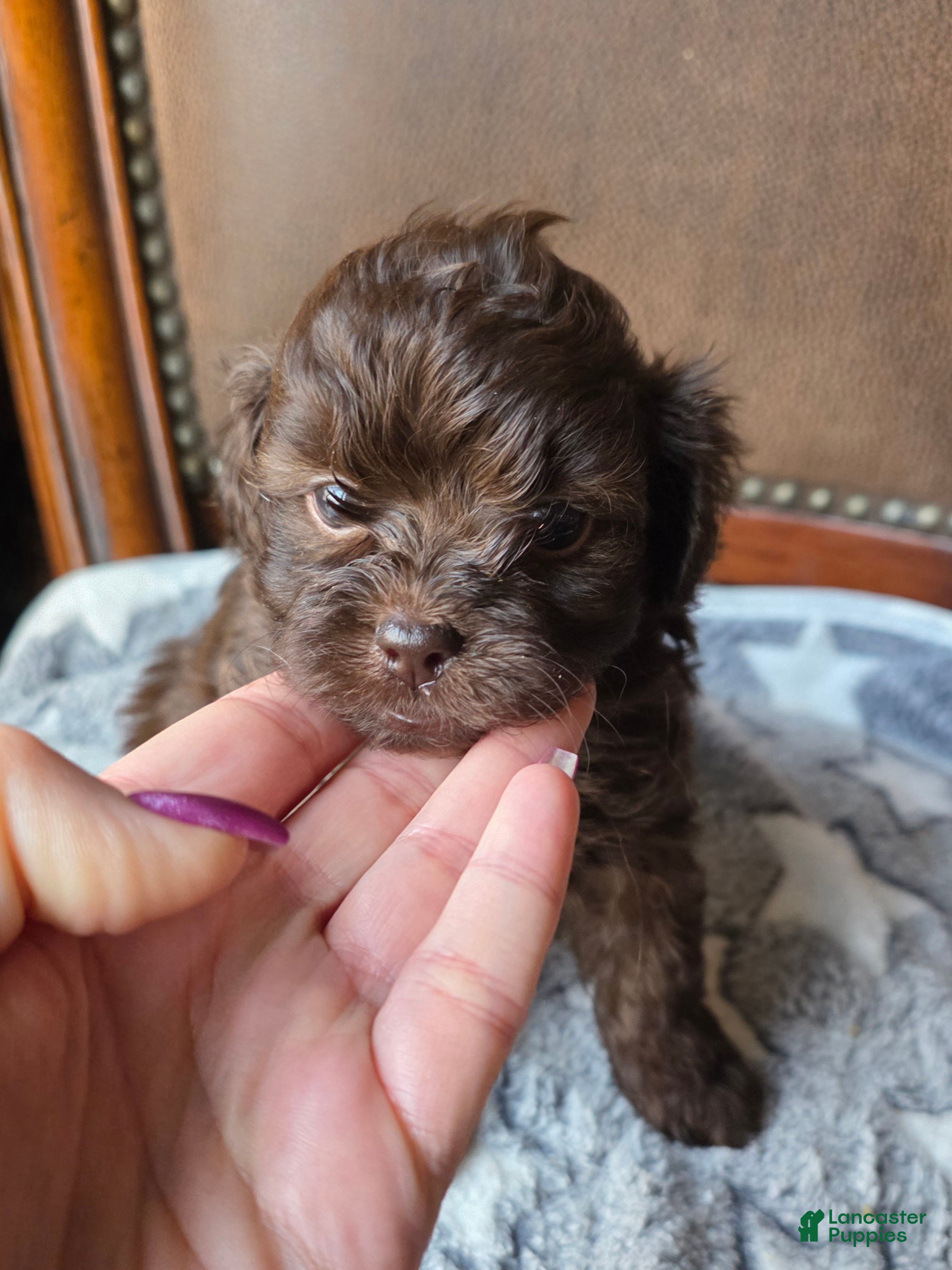 Shihpoo dogs Bella - Ad 2