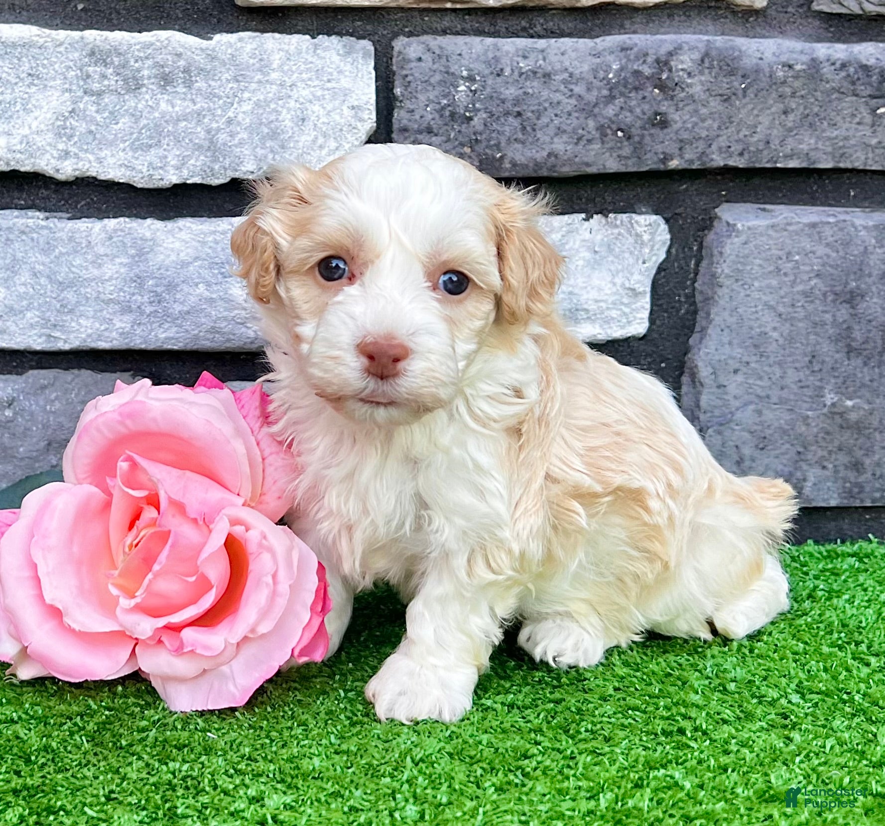 Havanese dogs Rayne - Ad 1