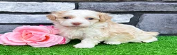 Havanese dogs for sale: Rayne - Ad 1