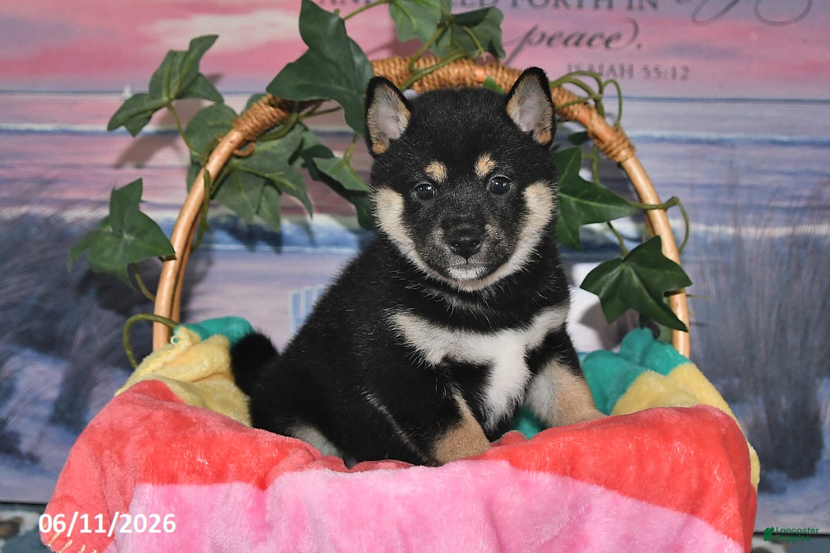 Shiba Inu dogs Cassandra - Ad 1