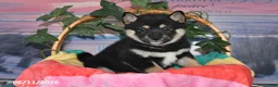 Shiba Inu dogs for sale: Cassandra - Ad 1