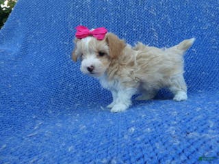 Shihpoo dogs Winnie - Ad 12