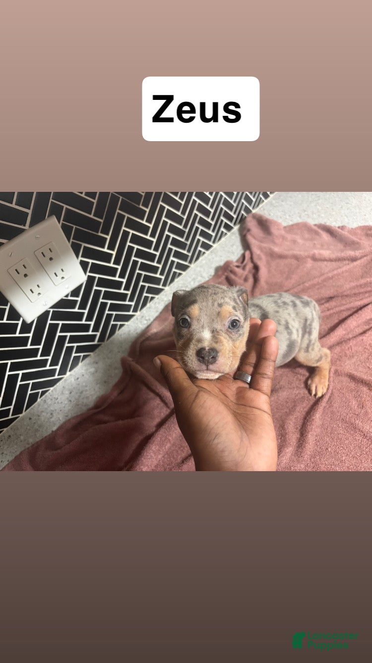 American Bully dogs American Bully Puppy 1 - Ad 26