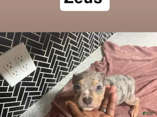 American Bully dogs American Bully Puppy 1 - Ad 42
