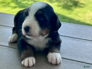 Bernese Mountain Dog dogs Poppy - Ad 3