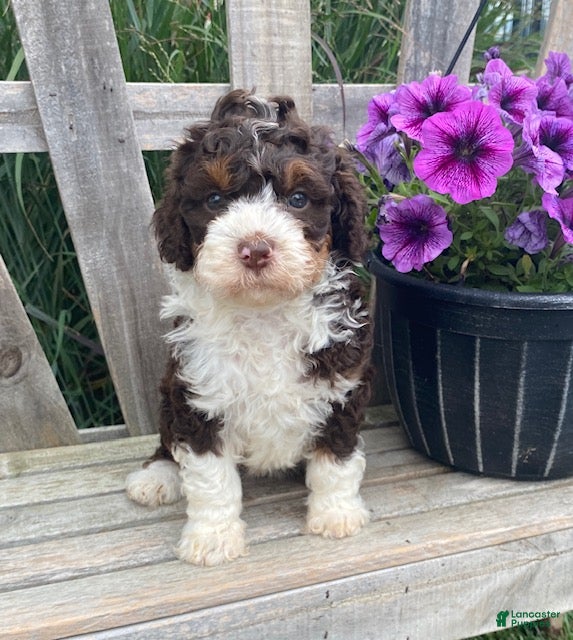 Mini Bernedoodle dogs Katie - Ad 2