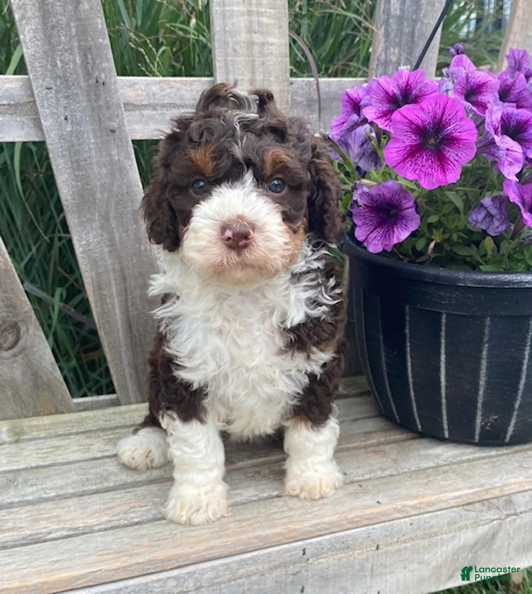 Mini Bernedoodle dogs for sale: Katie - Ad 2