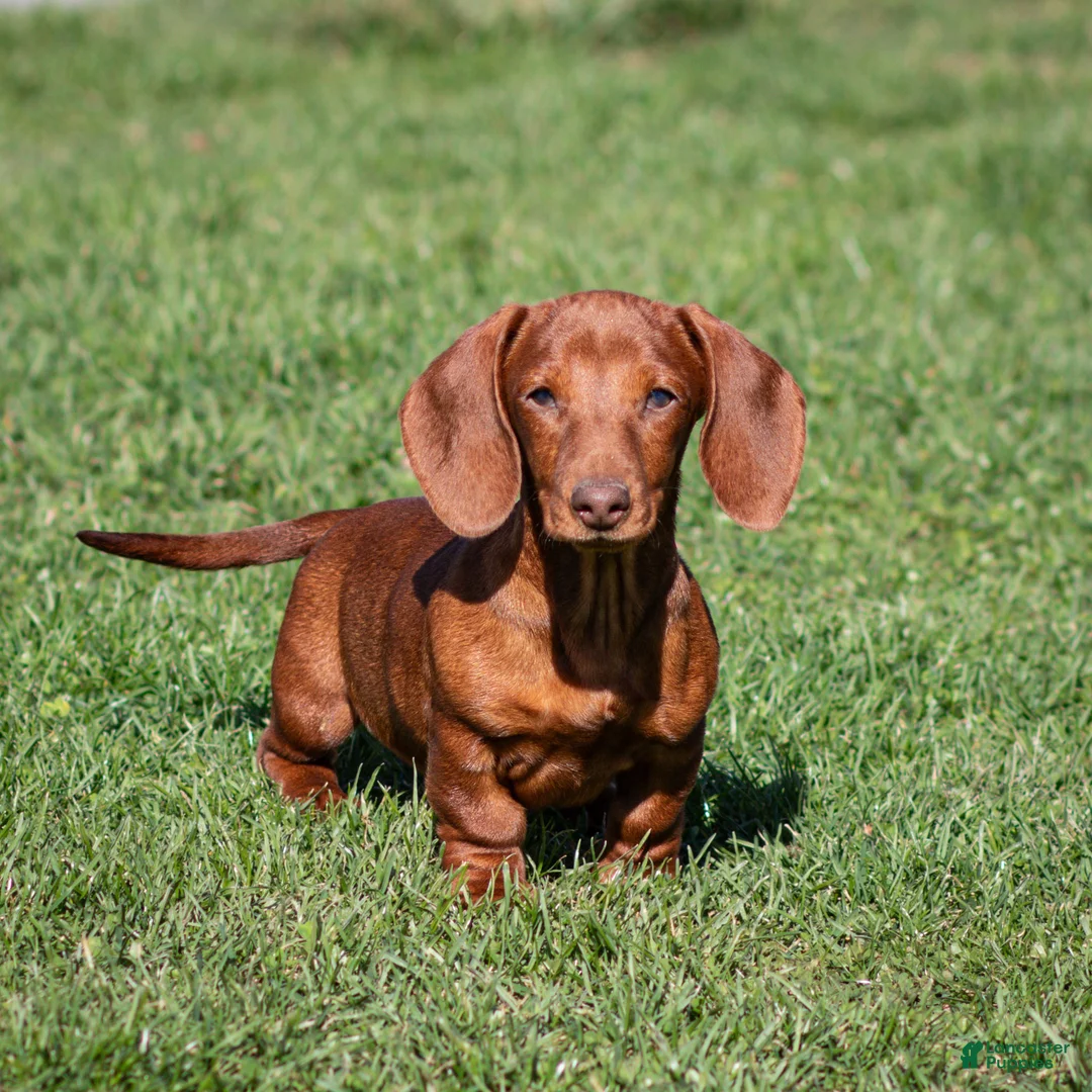 Miniature Dachshund dogs for sale: Willow - Ad 1