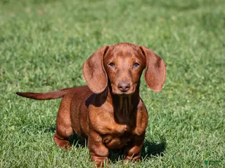 Miniature Dachshund dogs for sale: Willow - Ad 4