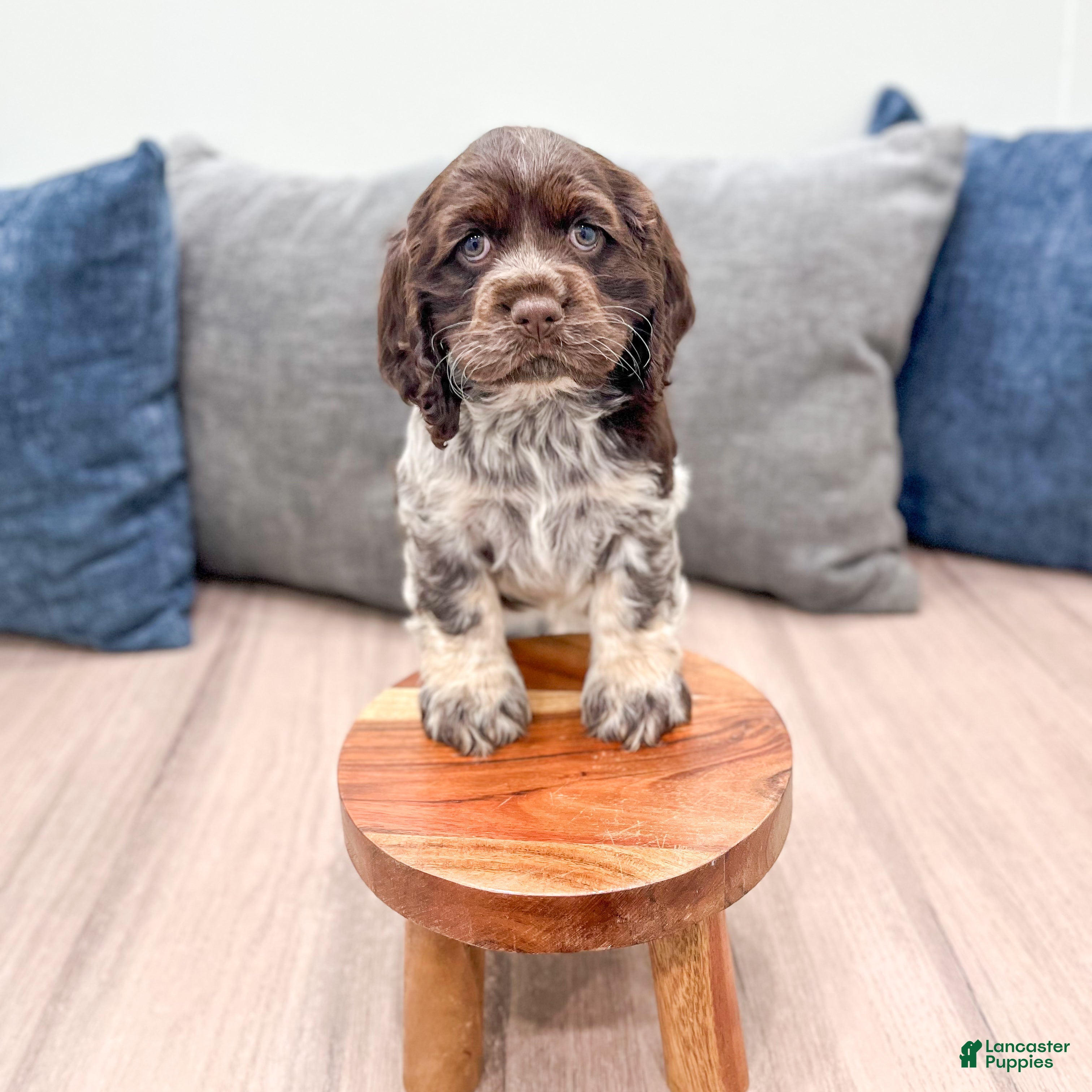 Cocker Spaniel dogs Jill - Ad 2