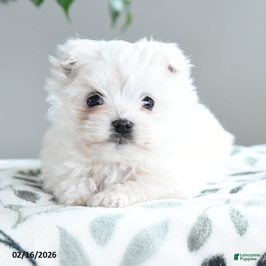 Maltese dogs Alabaster - Ad 1