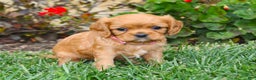 Cavalier King Charles Spaniel dogs for sale: Charlotte - Genetic Tested Parents - Ad 3