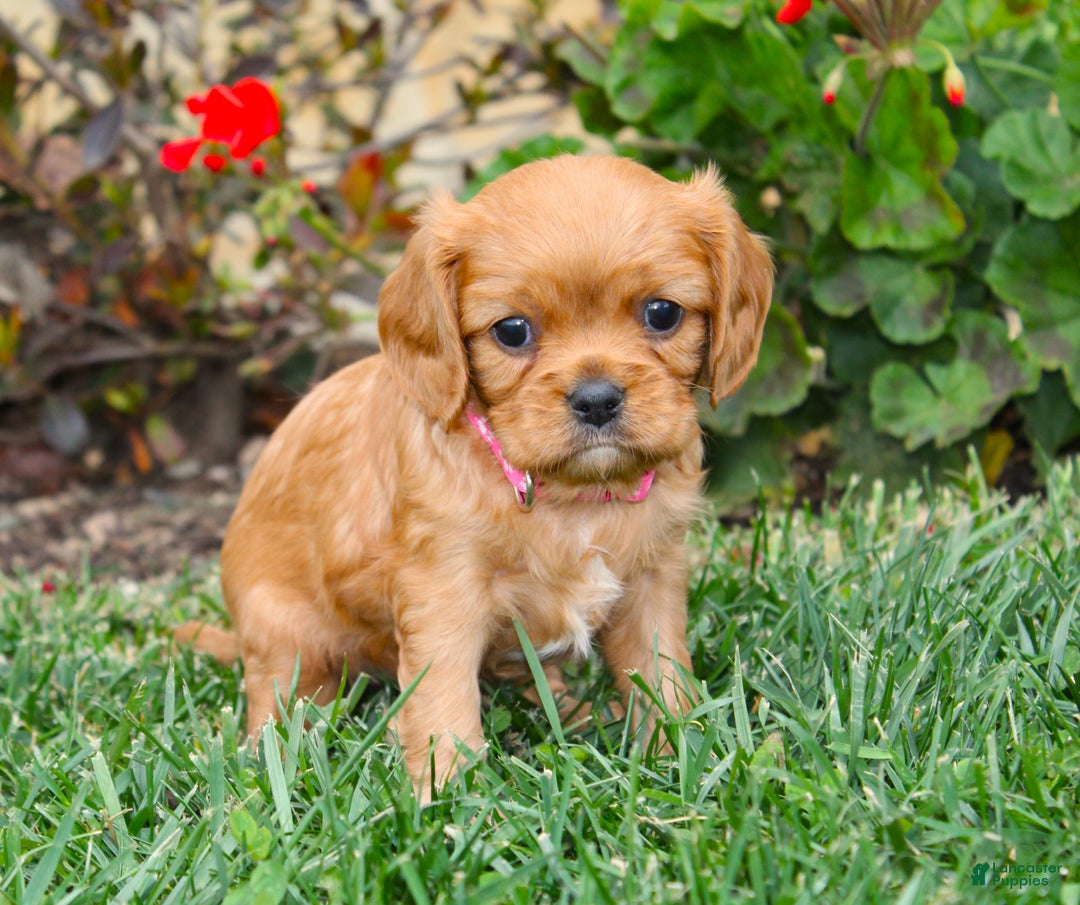 Cavalier King Charles Spaniel dogs for sale: Charlotte - Genetic Tested Parents - Ad 3