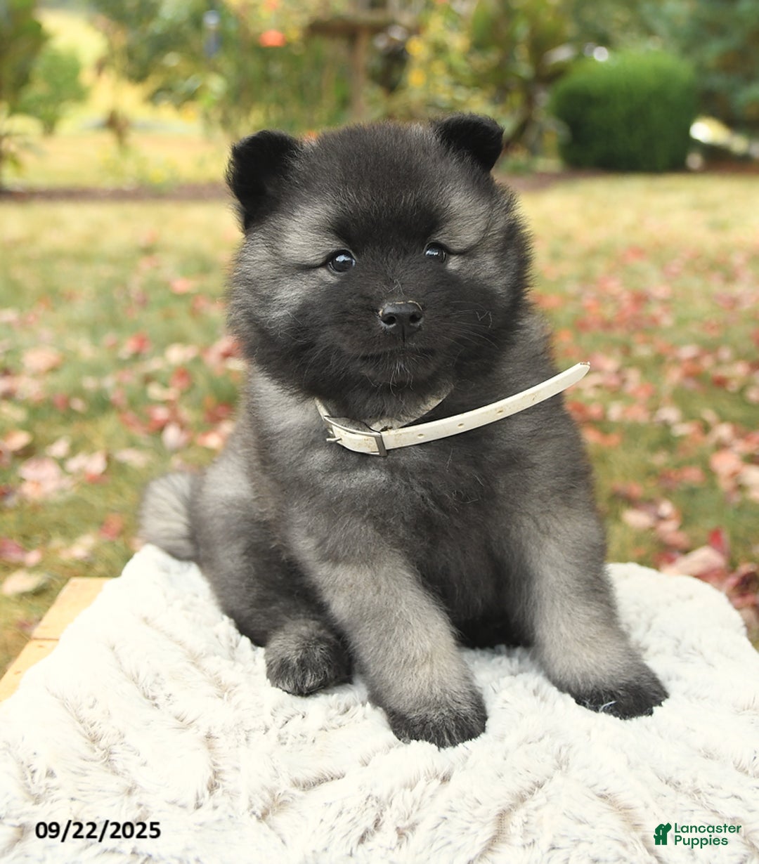 Keeshond dogs for sale: Nugget - Ad 8