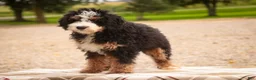 Mini Bernedoodle dogs for sale: Mooney Mini Bernedoodle  - Ad 4