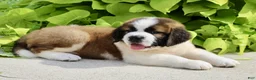 Saint Bernard dogs for sale: Amy May - Ad 5
