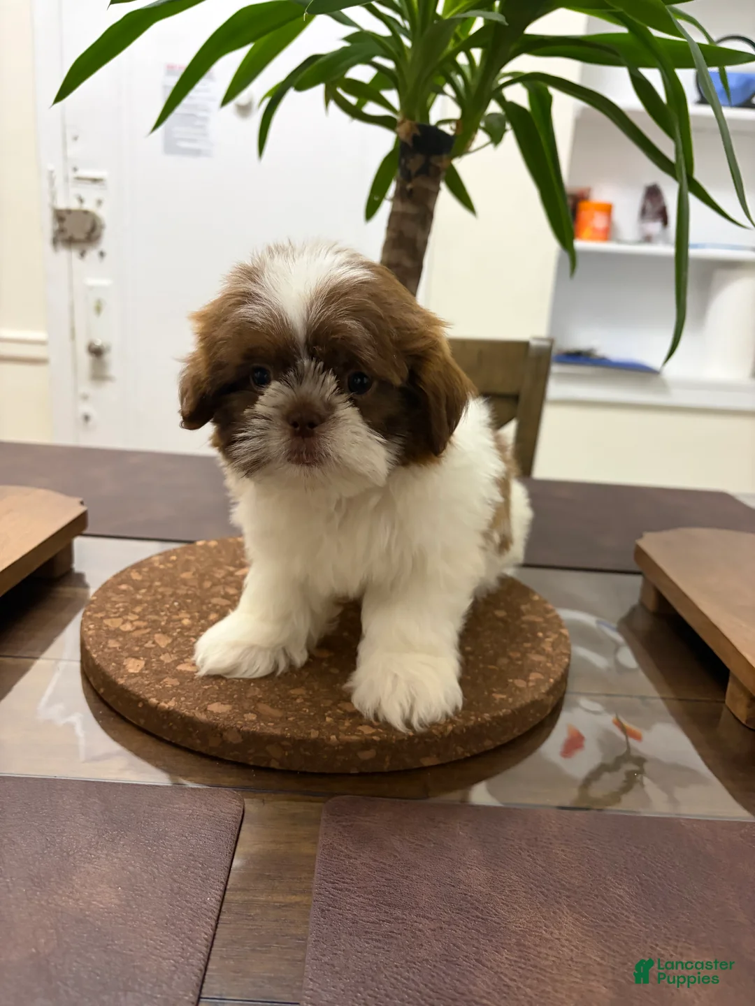 Shih Tzu dogs for sale: Maximilian - Ad 2