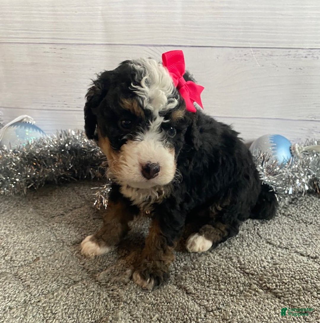 Mini Bernedoodle dogs for sale: Sunshine - Ad 2