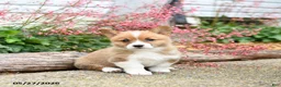 Welsh Corgi Pembroke dogs for sale: Patrick - Ad 1