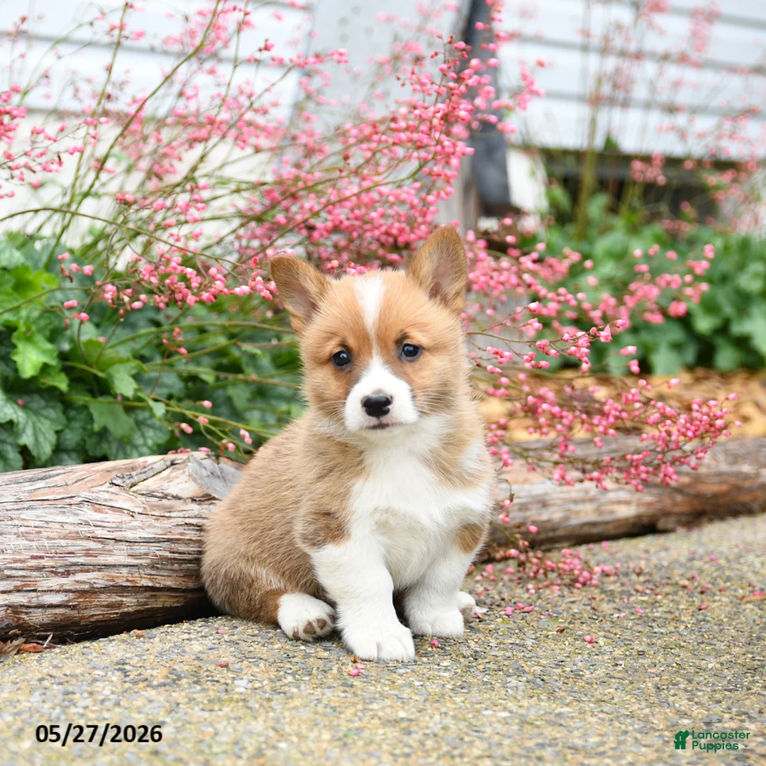 Welsh Corgi Pembroke dogs for sale: Patrick - Ad 1