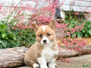 Welsh Corgi Pembroke dogs for sale: Patrick - Ad 3