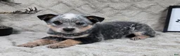 Australian Cattle Dog dogs for sale: Hank - Ad 3