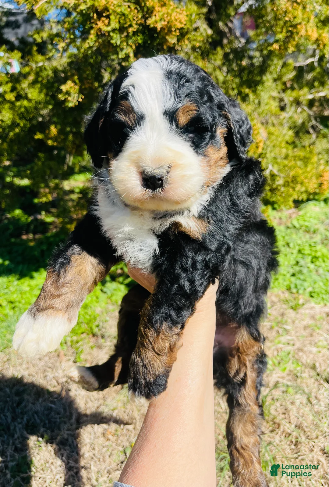 Bernedoodle dogs for sale: Bernedoodle “Cadbury” - Ad 6