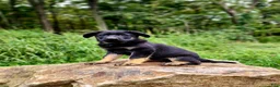 German Shepherd dogs for sale:  Tar - Ad 6