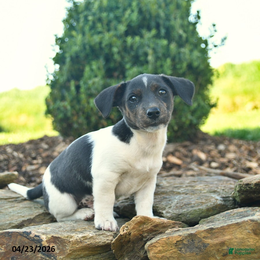 Mixed Breed dogs for sale: Raccoon  - Ad 2