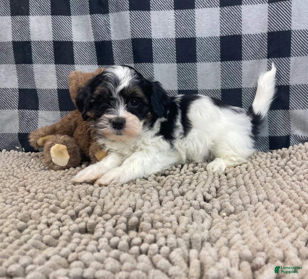 Teddy Bear dogs for sale: Jonah - Ad 3