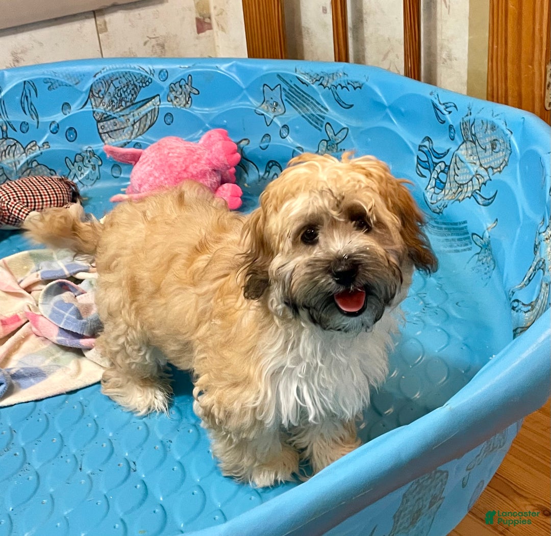 Teddy Bear dogs for sale: Sammy - Ad 1