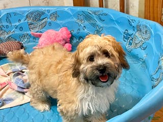 Teddy Bear dogs Sammy - Ad 25