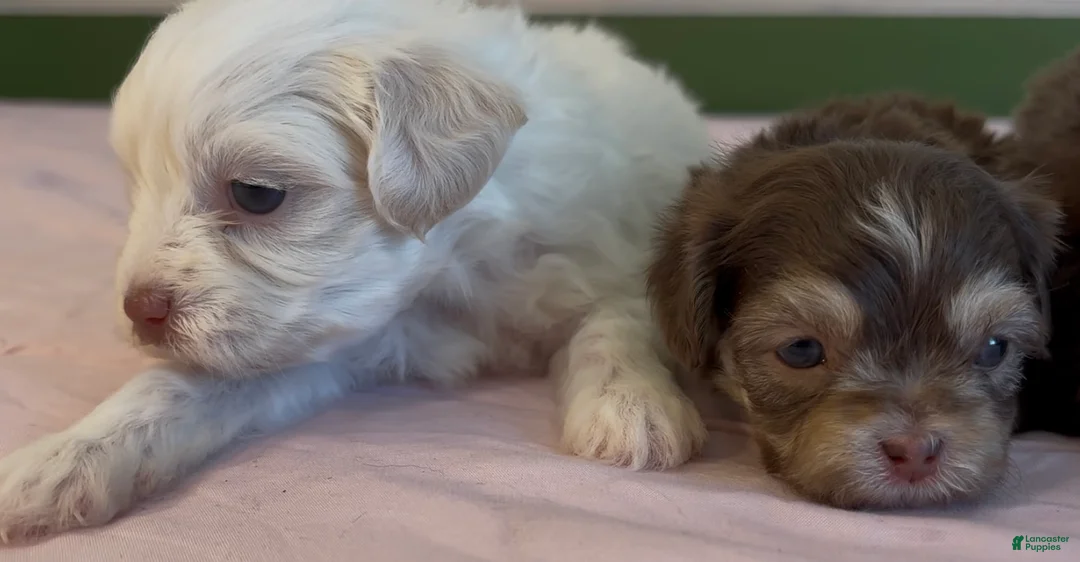 Shorkie dogs for sale: Shorkie Puppy 1 - Ad 8