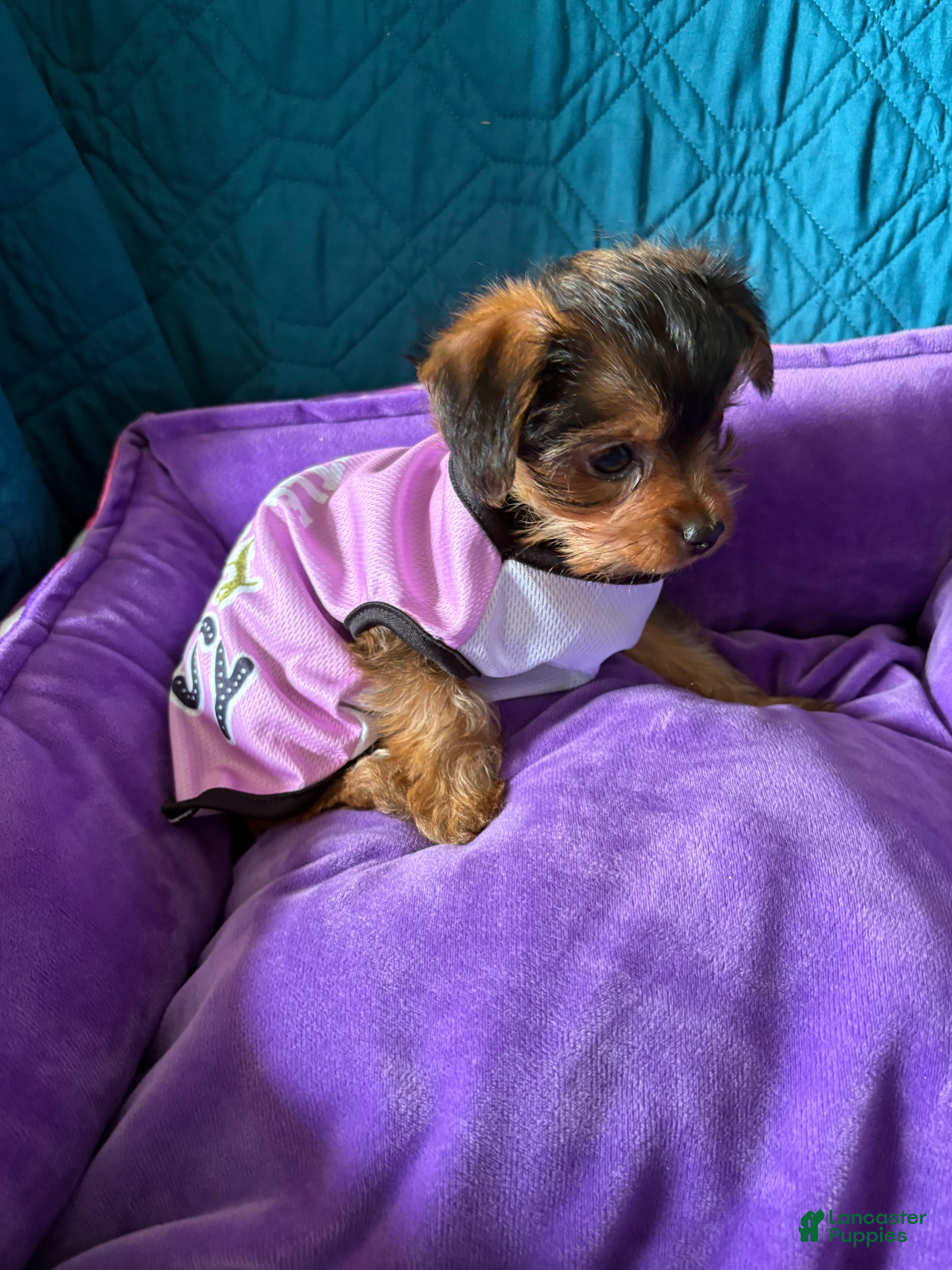 Yorkshire Terrier dogs Penny - Ad 2