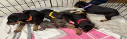 Doberman Pinscher dogs for sale: Doberman Pinscher Puppy 2 - Ad 3