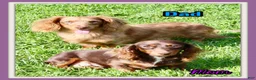 Miniature Dachshund dogs for sale: Carter Male AKC Mini Dachshund - Ad 11