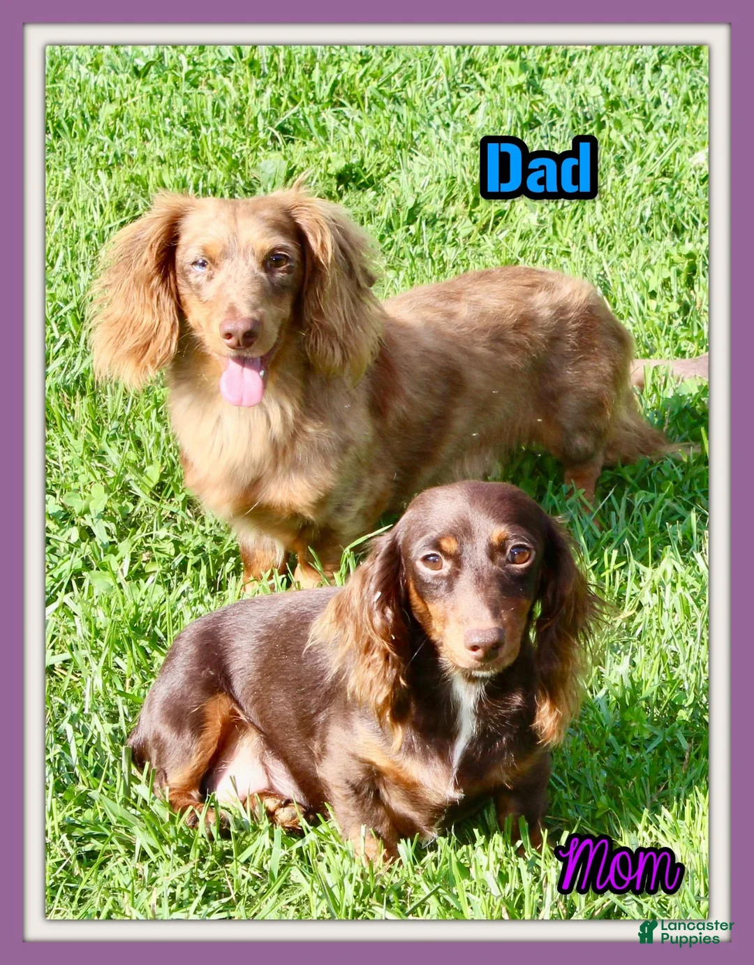 Miniature Dachshund dogs for sale: Carter Male AKC Mini Dachshund - Ad 11