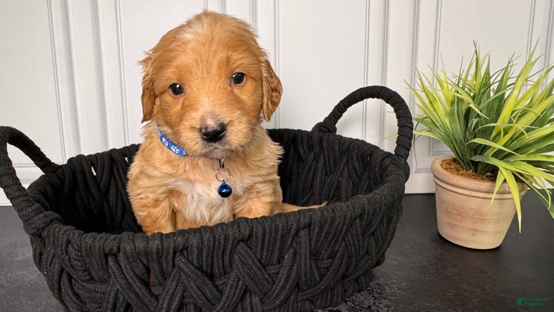 Mini Goldendoodle dogs for sale: Loki F one - Ad 8
