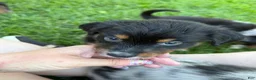 Australian Shepherd dogs for sale: Athena  - Ad 2