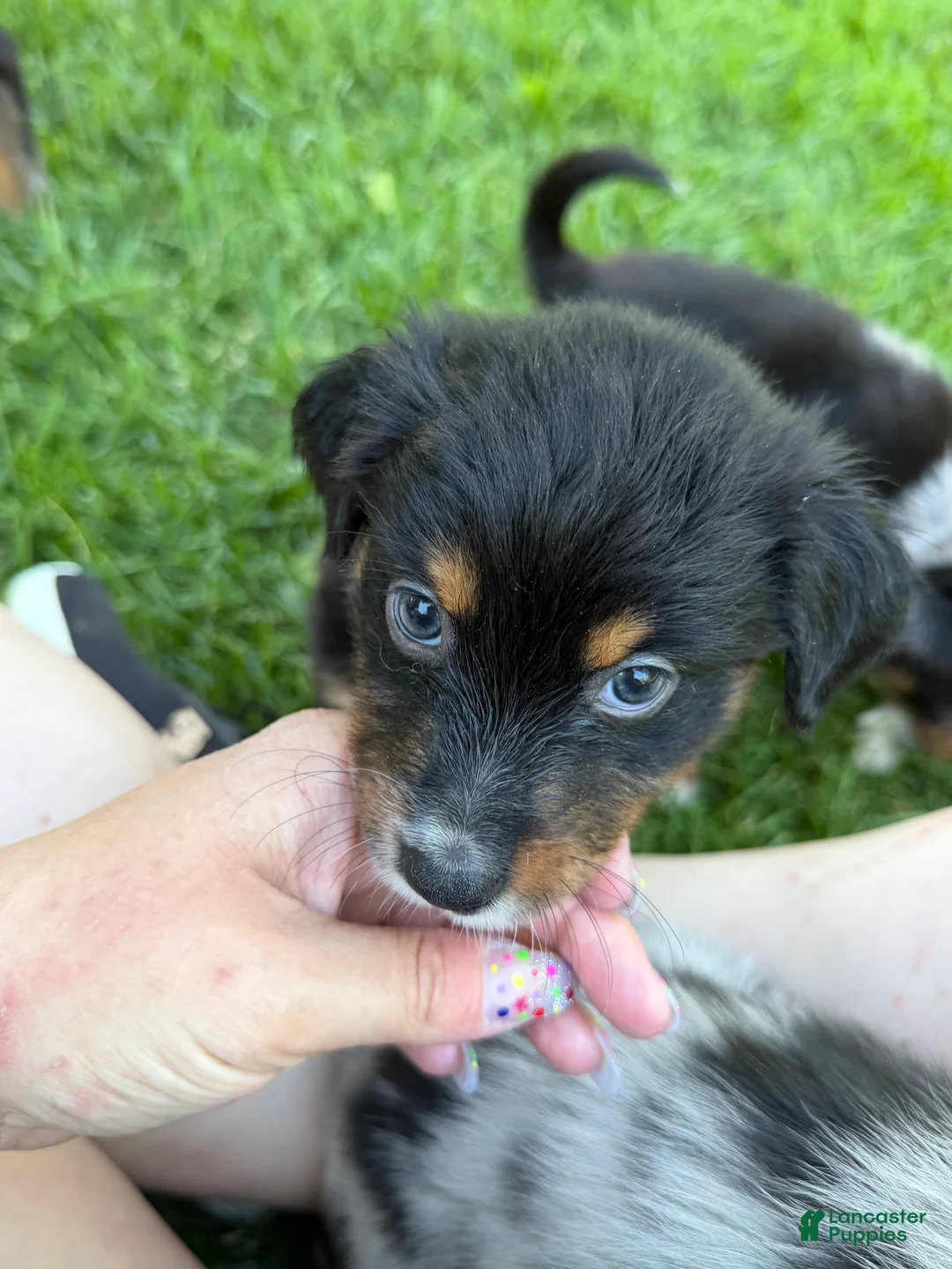 Australian Shepherd dogs for sale: Athena  - Ad 2