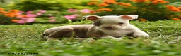Boston Terrier dogs for sale: Adjoa - Ad 3