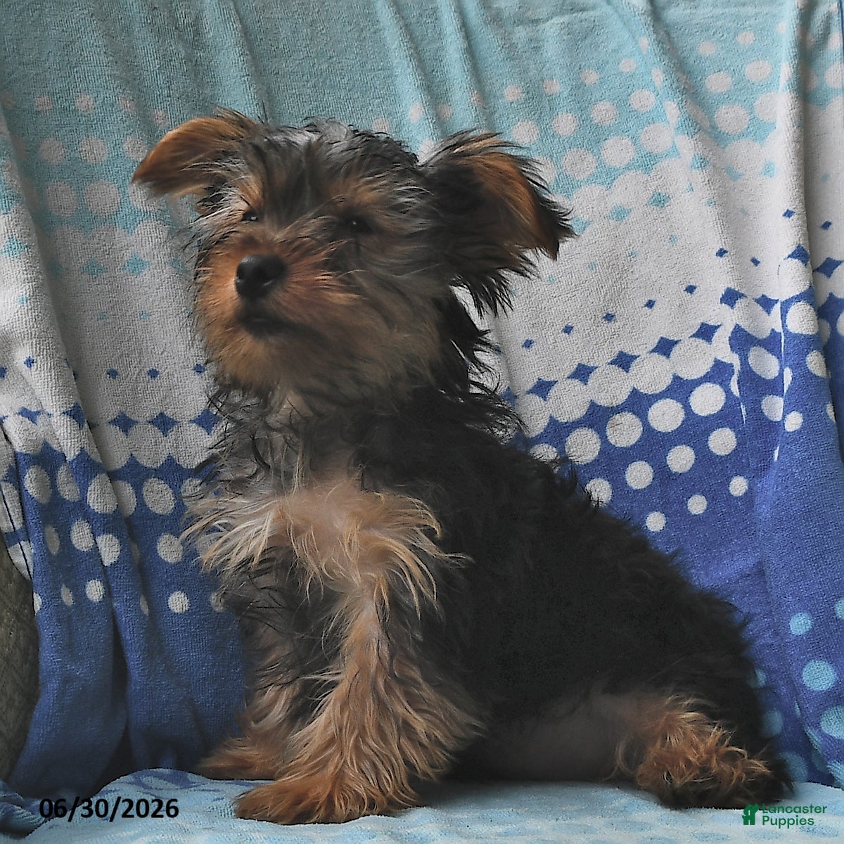 Yorkshire Terrier dogs Miney - Ad 1