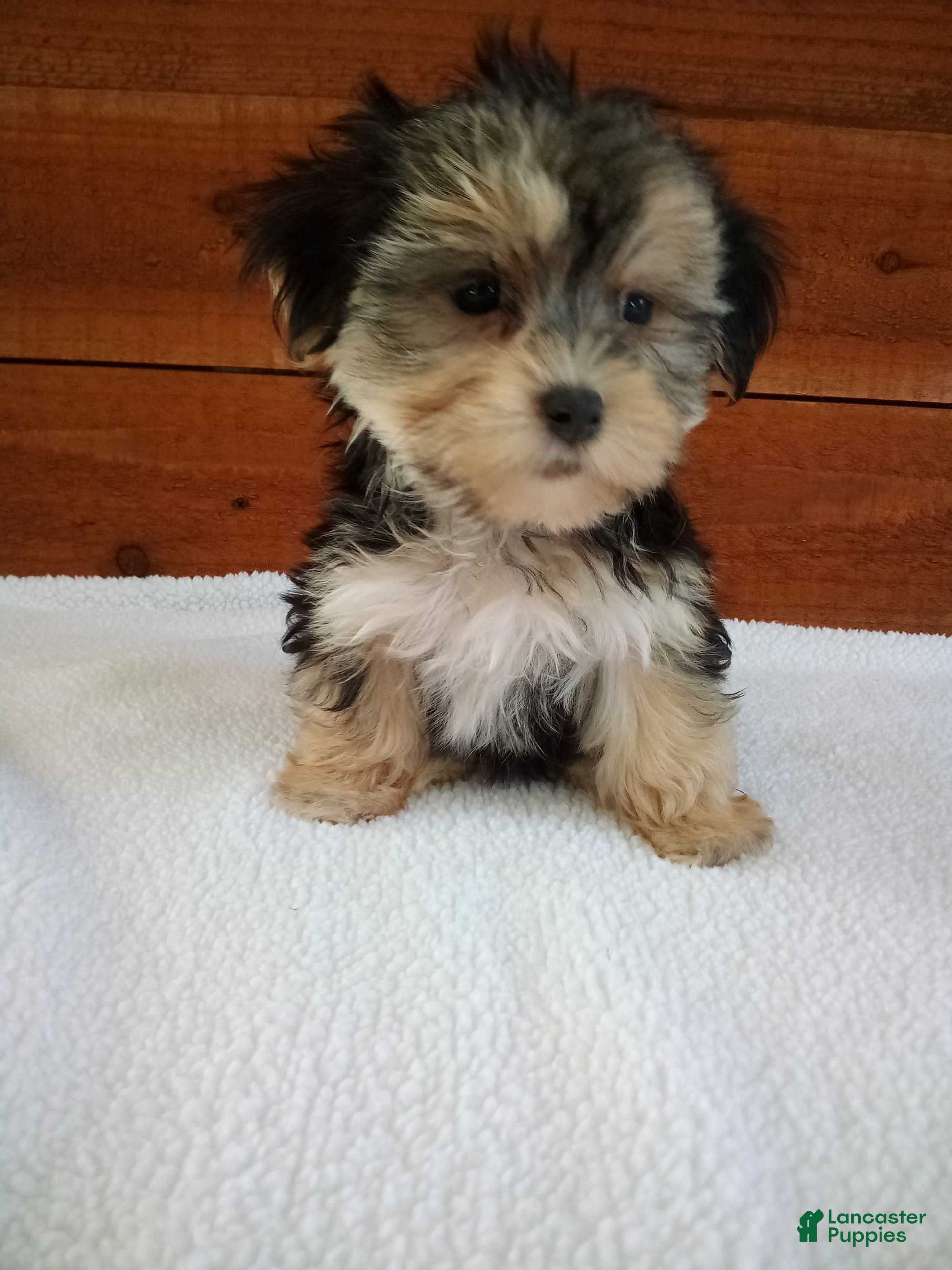 Morkie dogs Penny - Ad 2