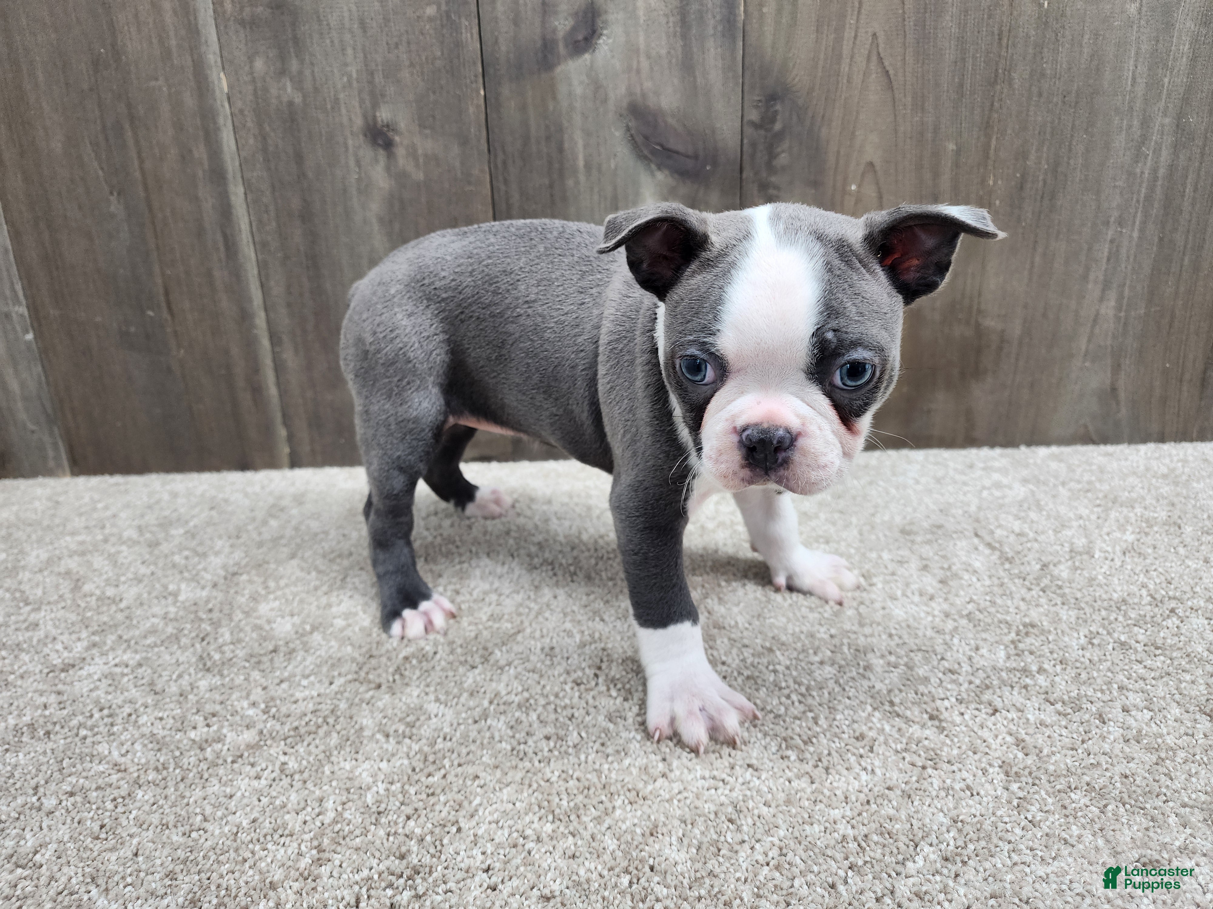 Boston Terrier dogs Boston Terrier Puppy 2 - Ad 1