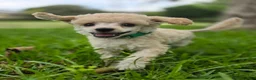 Toy Poodle dogs for sale: AKC Toy Poodle - Ad 4