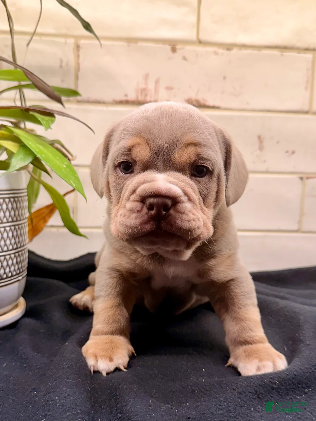 Beabull dogs for sale: Coon - Ad 1