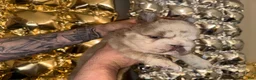 French Bulldog dogs for sale: Cali - Ad 4