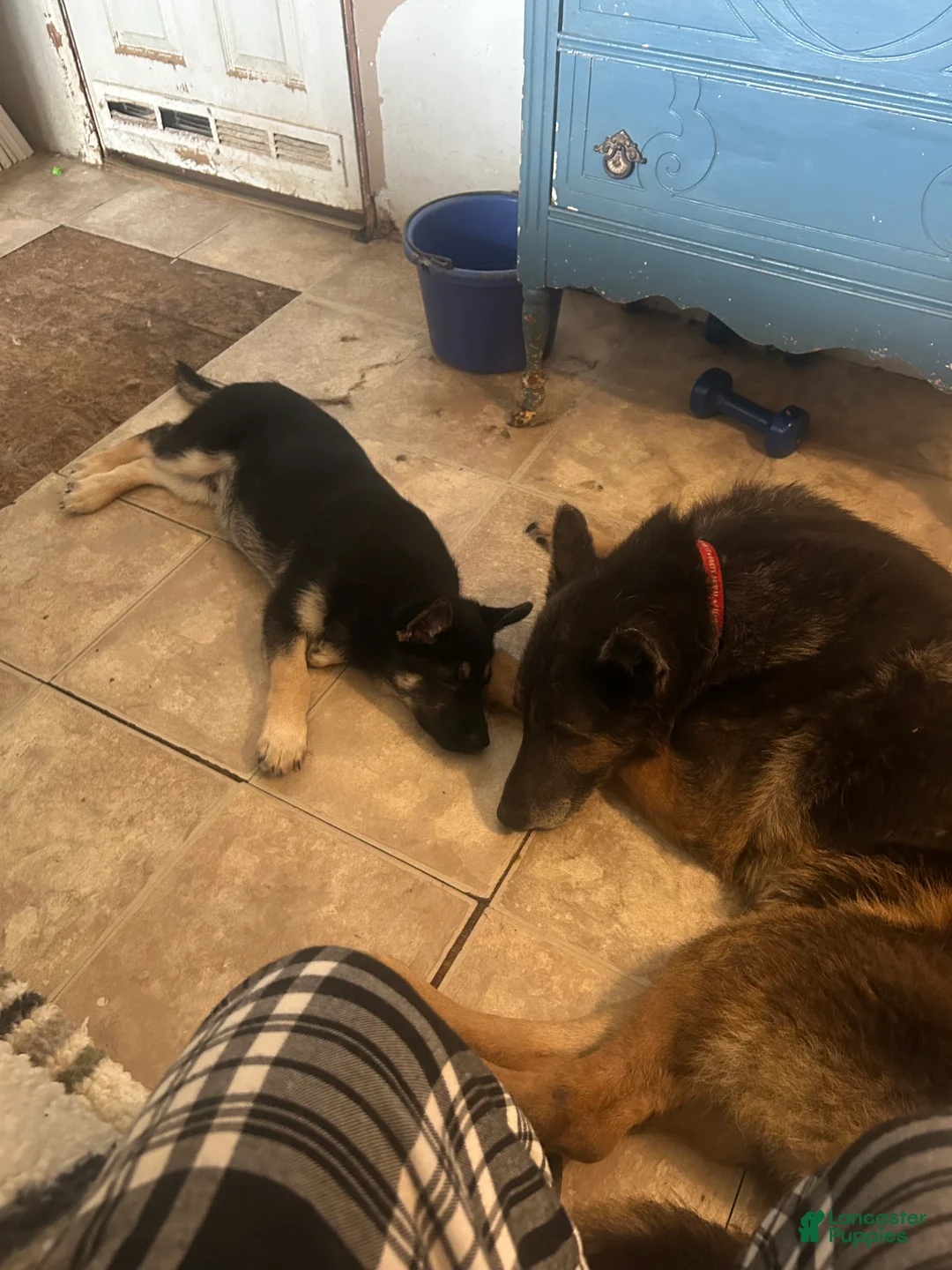 Mixed Breed dogs for sale: Mixed Breed Puppy 1 - Ad 3